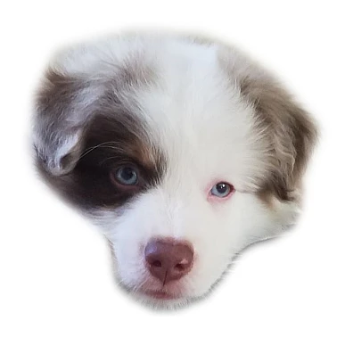 maverick2